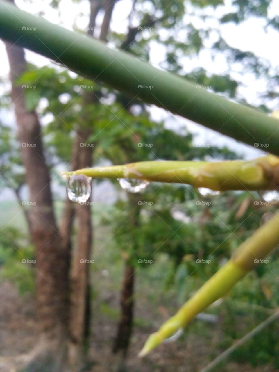 Drop of water