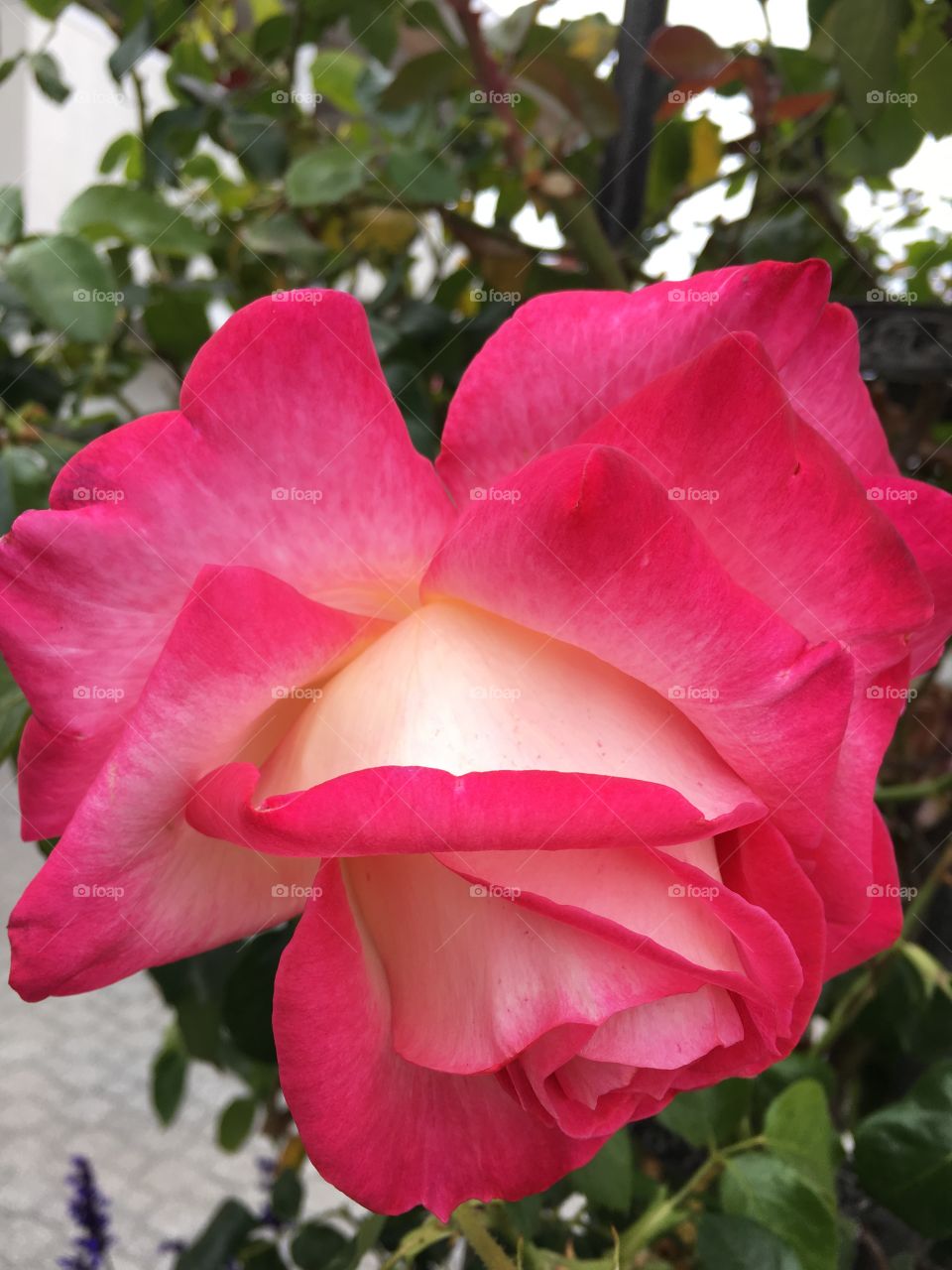 Pink rose