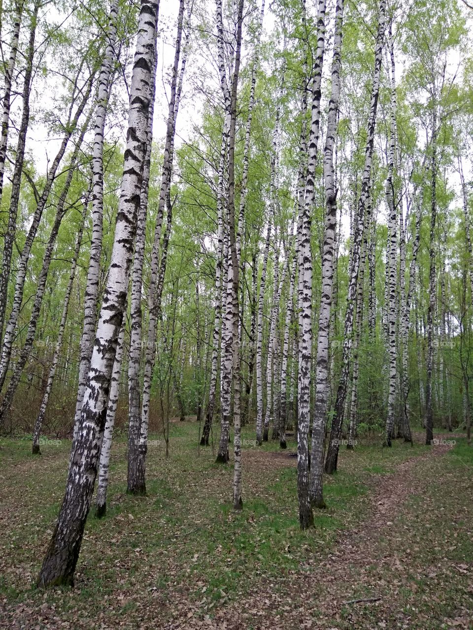 Beautiful birch forest