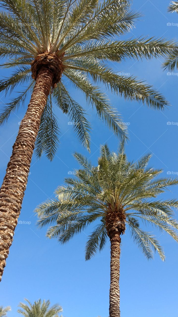 Arizona palm trees