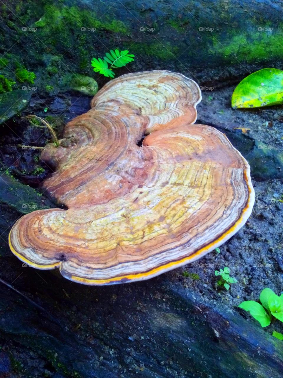 Wild fungus