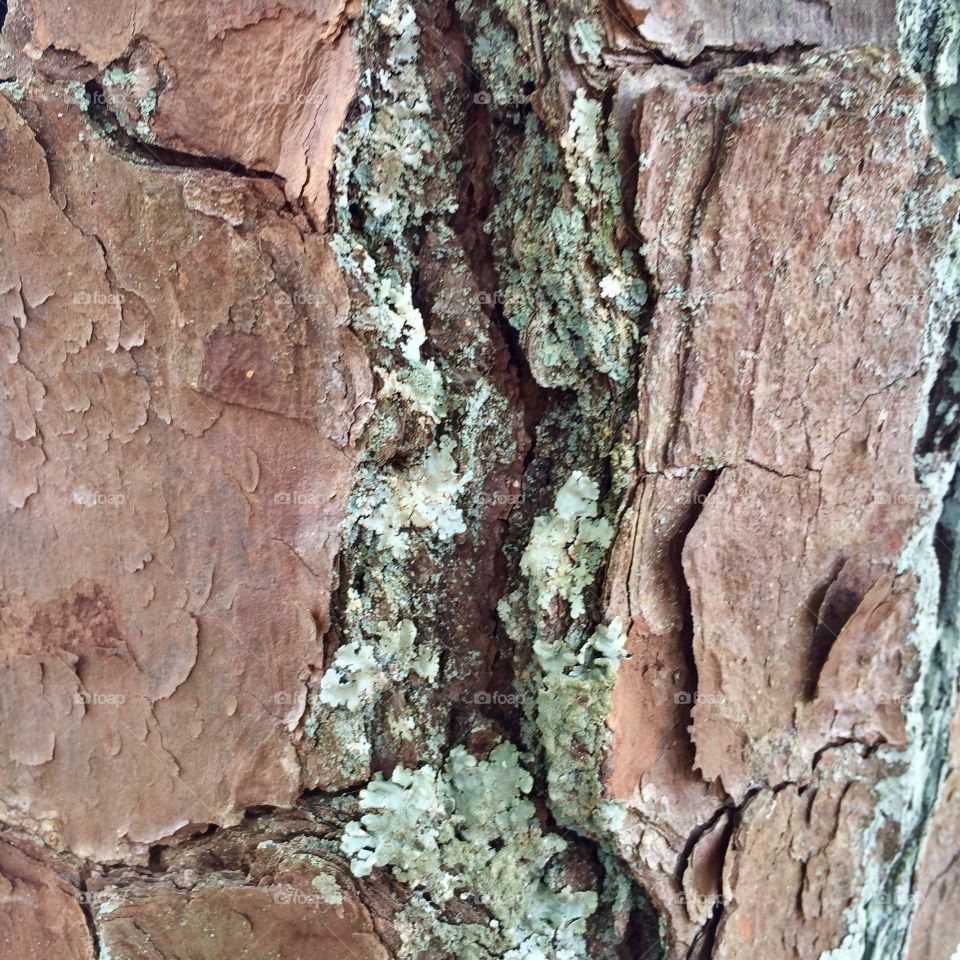 Tree Bark Up Close 
