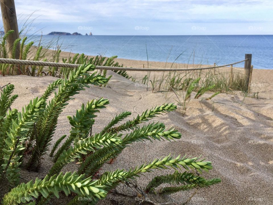 Dunes preservation with nice grass