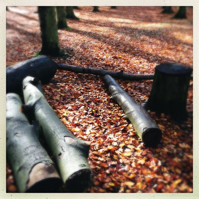 Woods