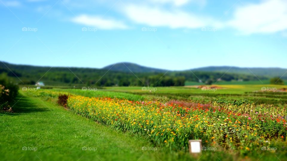 Field of Dreams