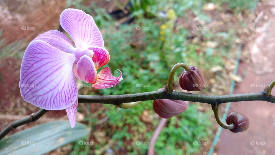 Gostamos de todos os modelos de orquídeas, concorda?