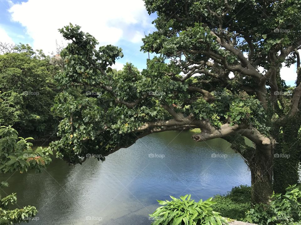 Pond is close to Shurijo castle