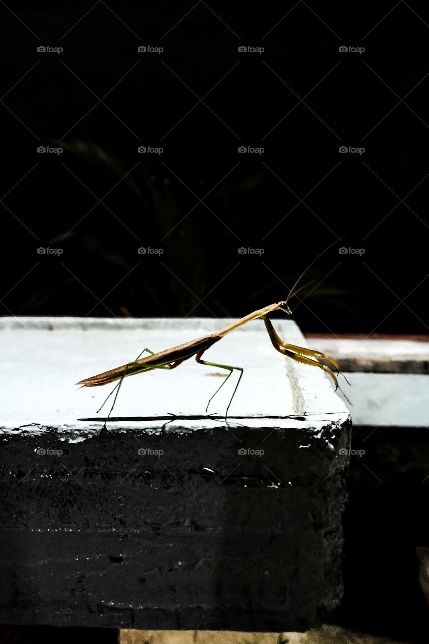 a praying mantis sitting on a white and black surface, with a dark background