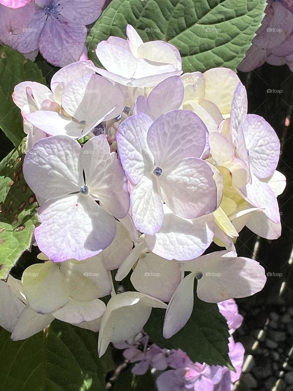 Hydrangea 