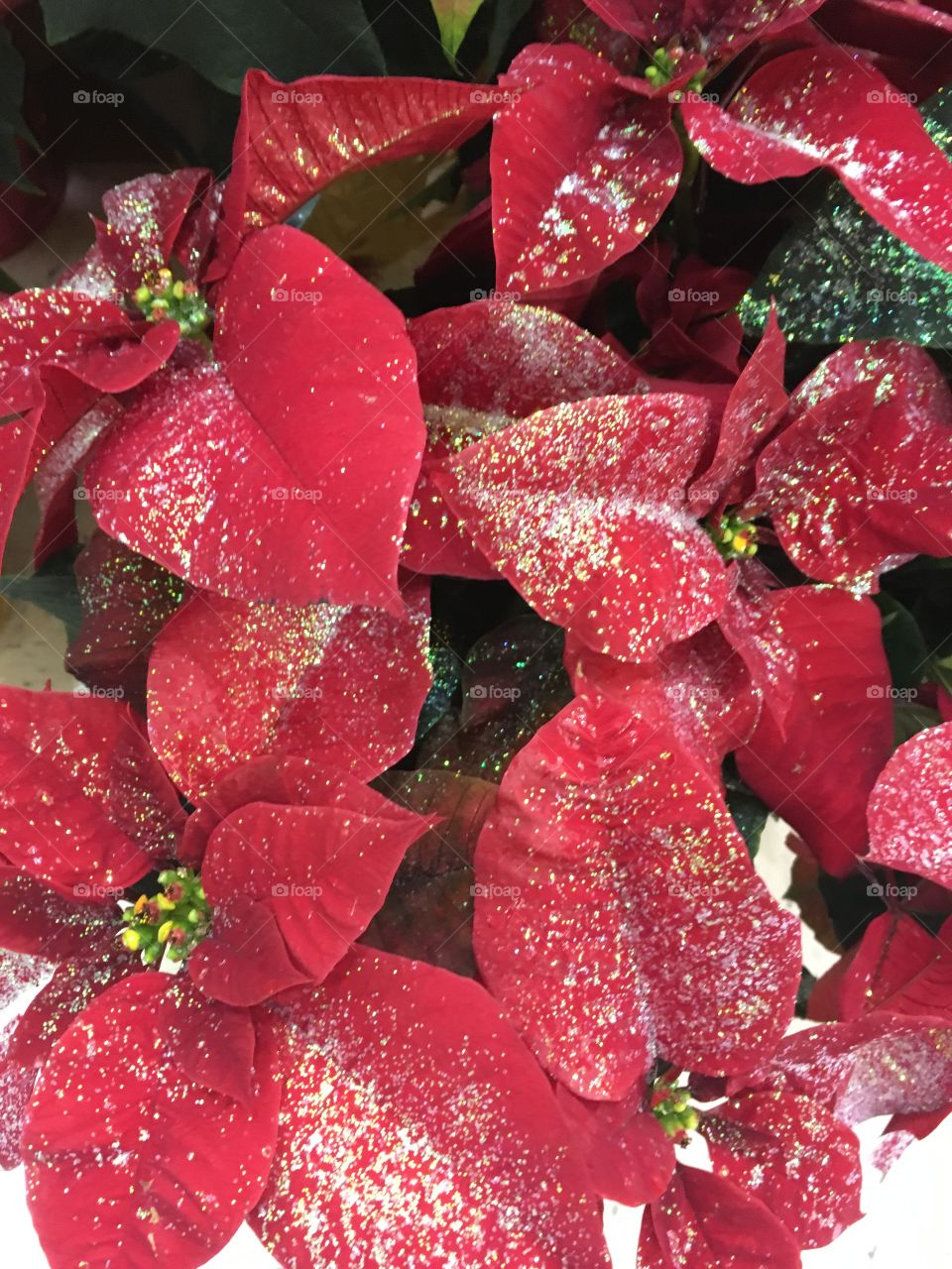 Poinsettias in glitter 
