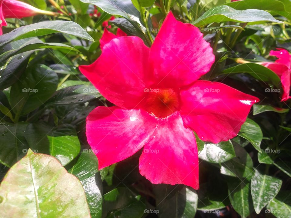 tropical mandavilla flower