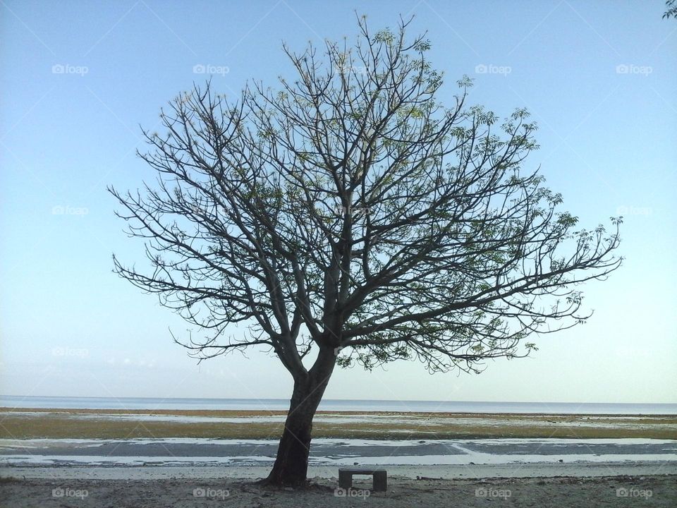 Alone tree on the beach
