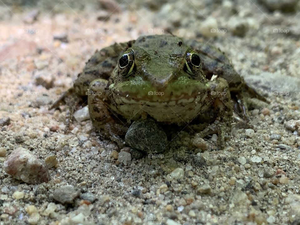 Canadian wild frog saw this guy from my walk. 