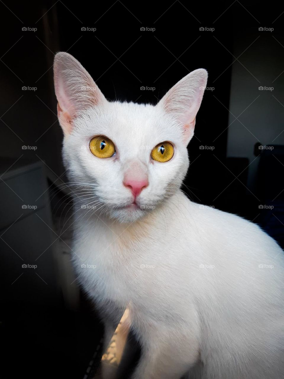Gato branco de olhos amarelos