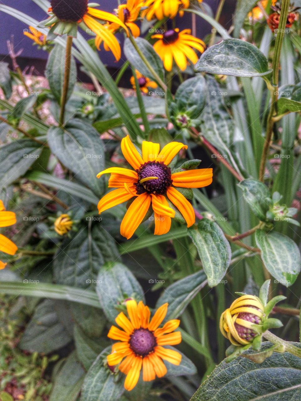 Happy day. Yellow flower in landscaped flowerbed