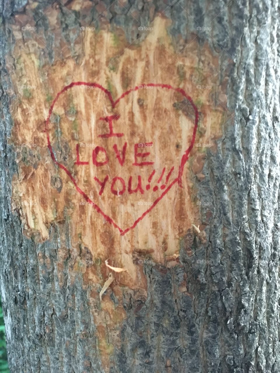 I Love You carved in a Tree