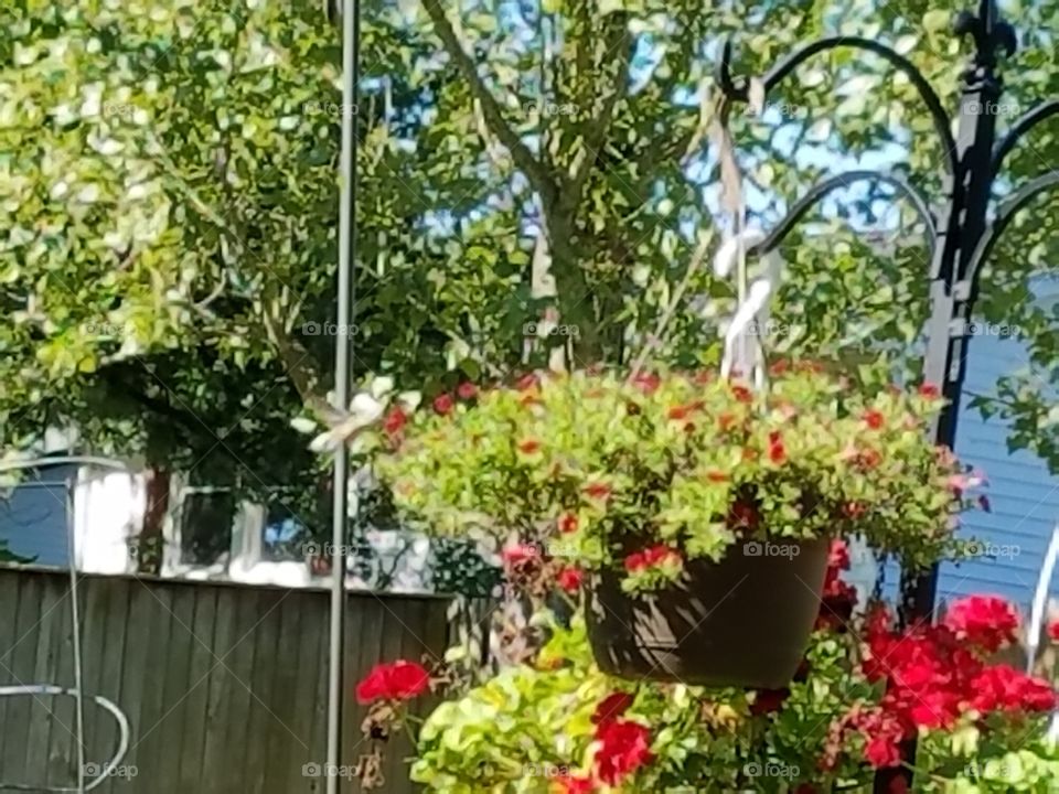 Flowers basking in the morning sunlight