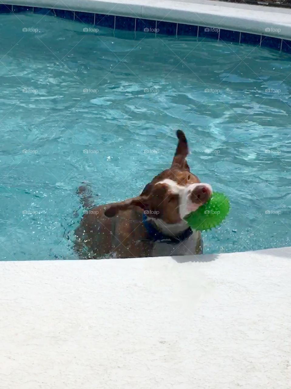 Rescue pitbull taking flight in the pool with a ball