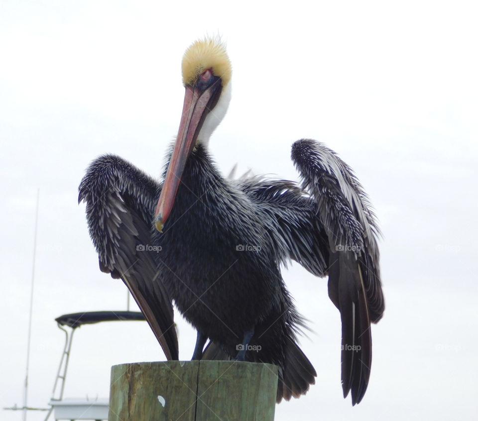 A Pelican gets ready to spread his wings and fly away!