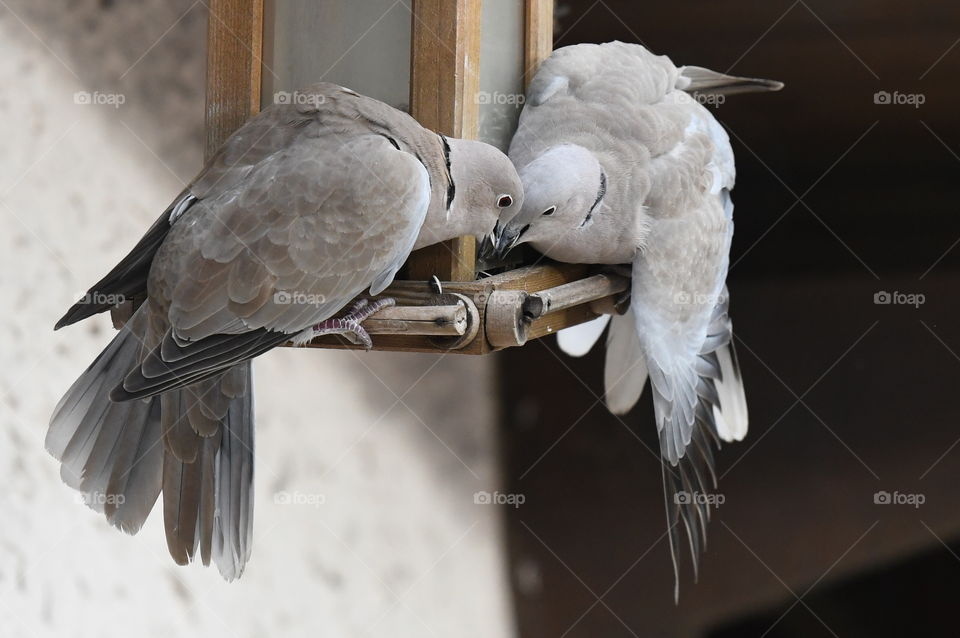 love bird