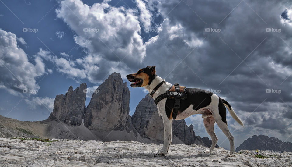 clouds dog mountains animals by berry