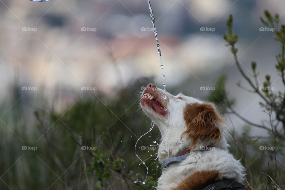 drinking dog