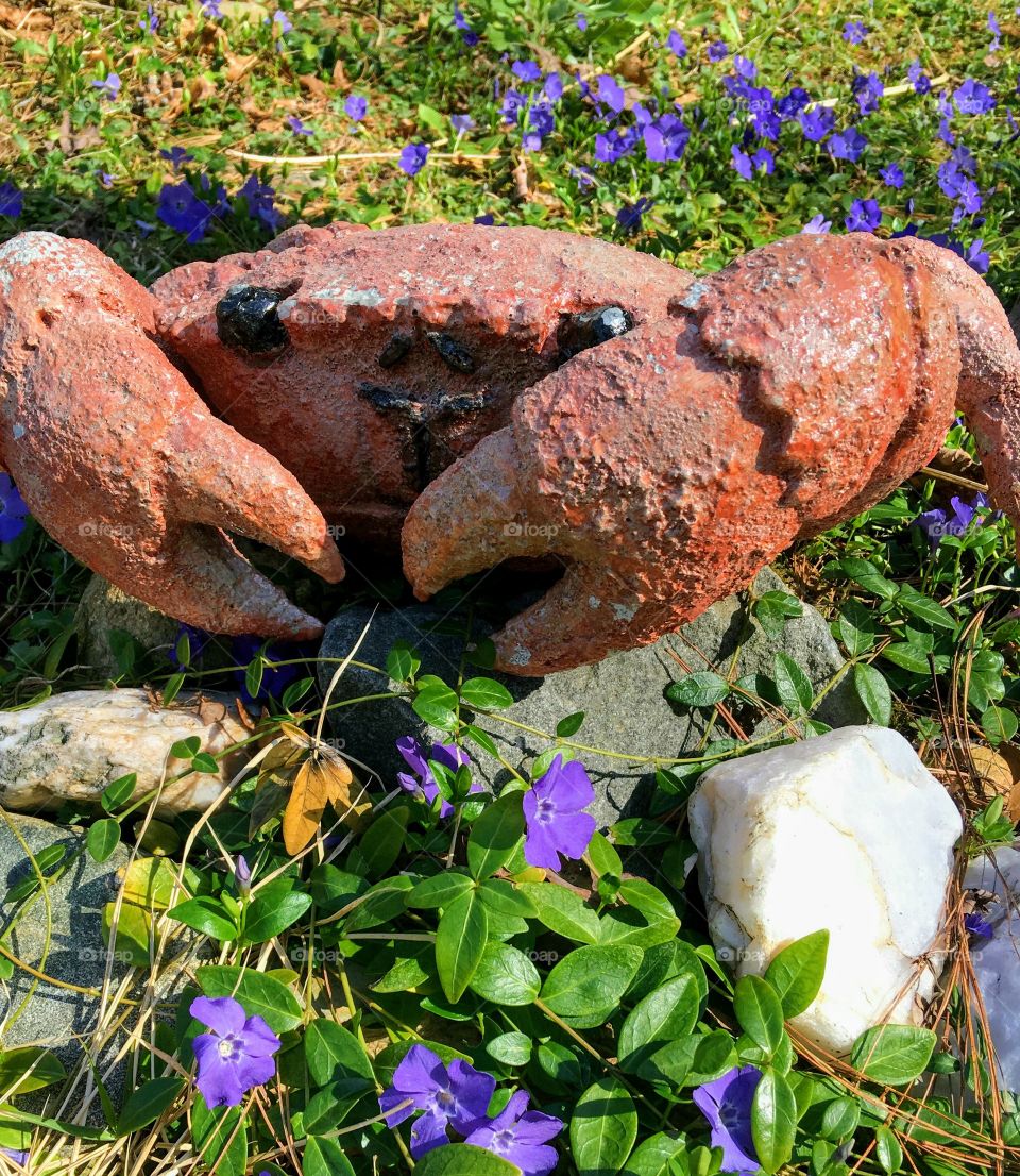 Garden decor, red cement crab sitting on ground cover which is blooming with purple flowers.🍃
