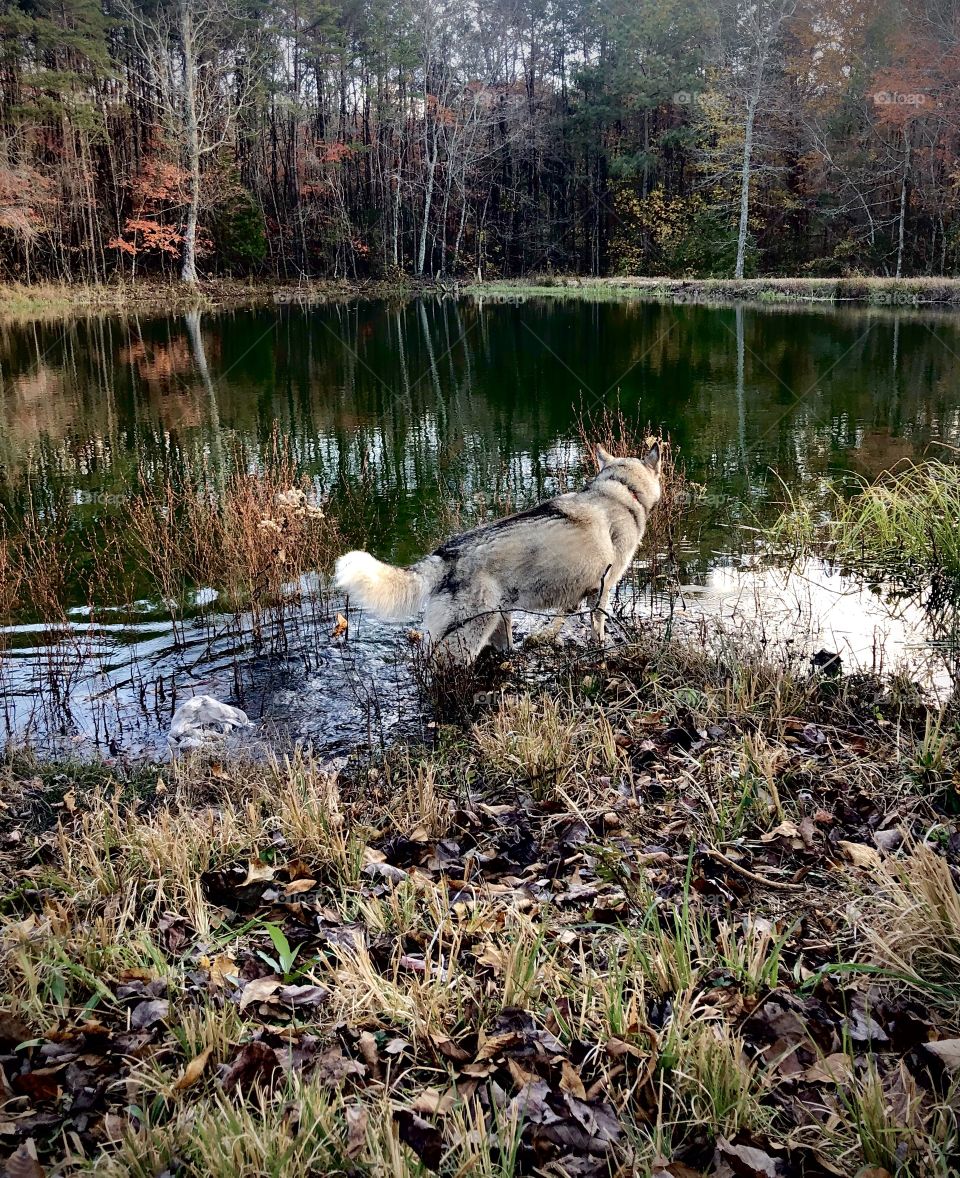 Dog splashing in water’s edge 