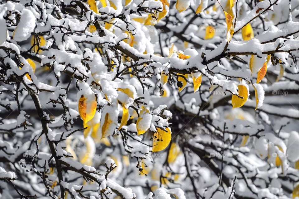 Winter snow snowy snowfall tree branches stick covered yellow color pop weather snowflake mother nature outdoors vibrant colorful saturation splash effect Colour leafs leaves bright plant beautiful earth Branch close up no people snow covering photo