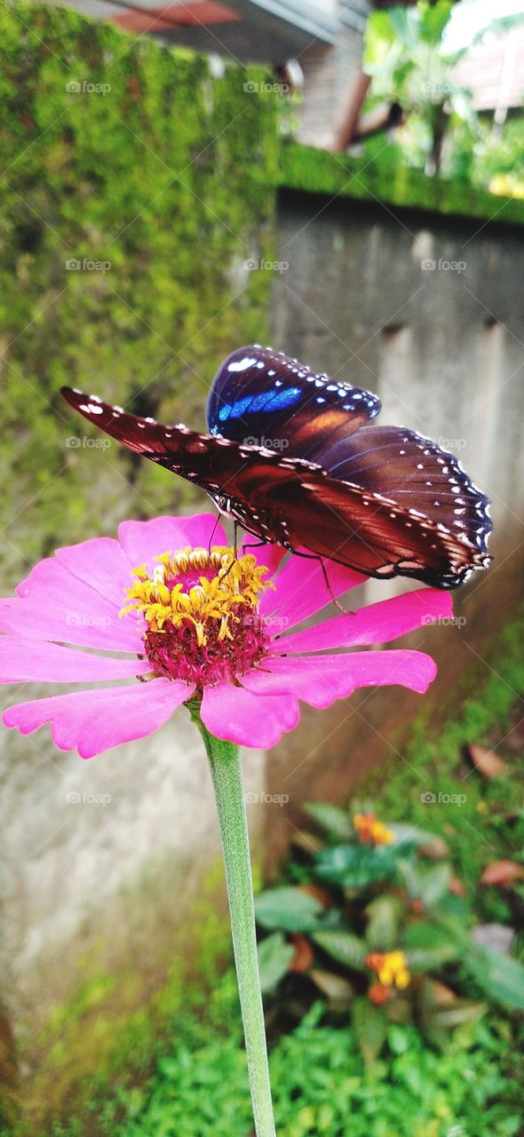 a beautiful butterfly with colorful wings is really beautiful perched on a flower that is in bloom