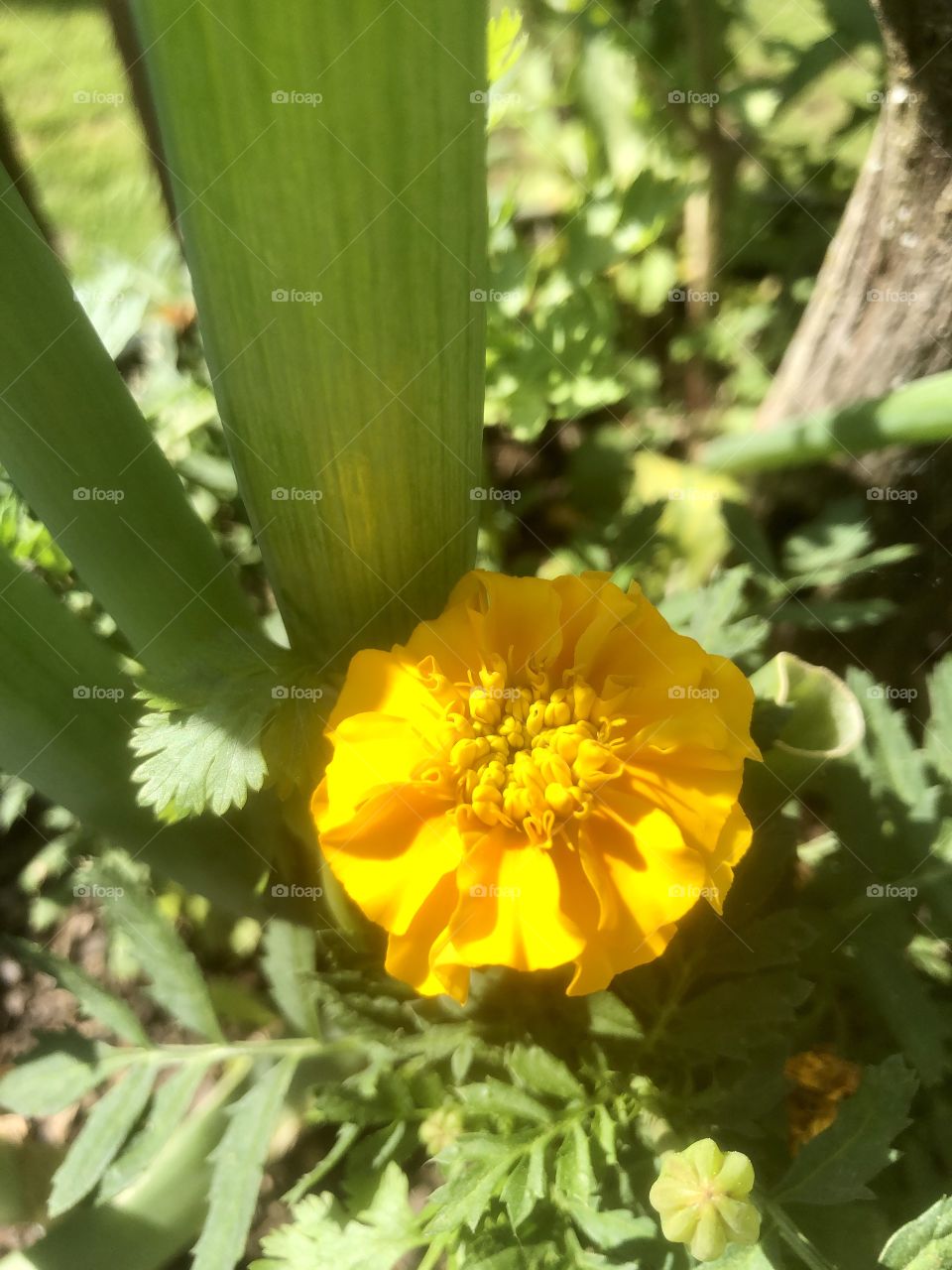  Morning sunshine on marigold bloom in herb garden 
