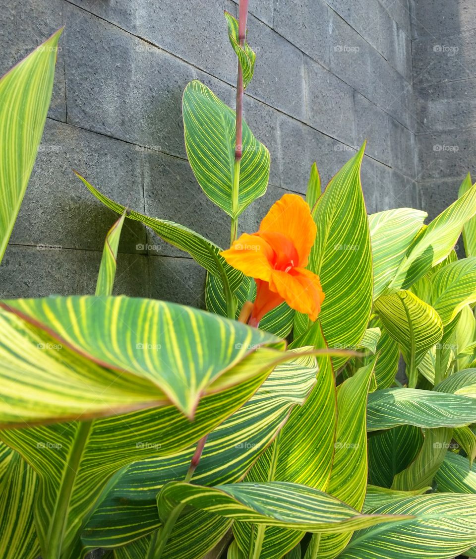 Canna lily in concrete fence background.