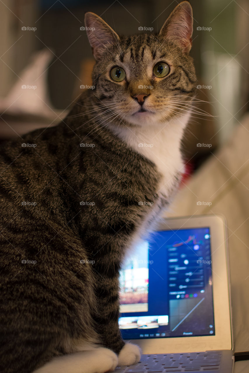 Disobedient tabby cat sits on top of a laptop computer, while giving wide eyed innocent look.