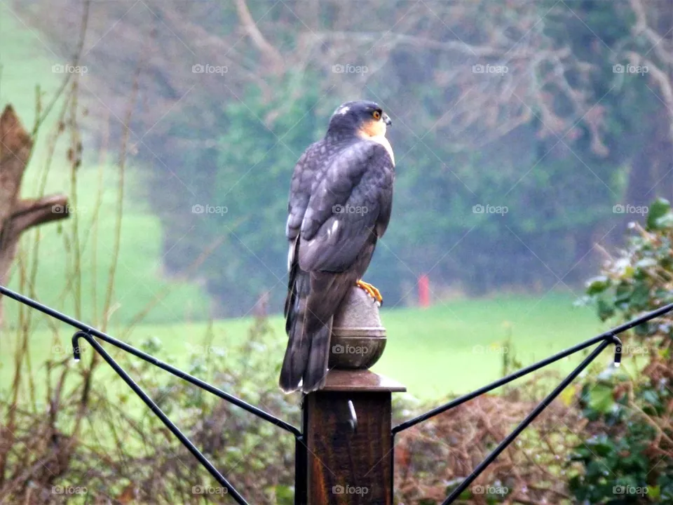 Sparrowhawk perched on fence in my brothers garden also photo taken by my brother