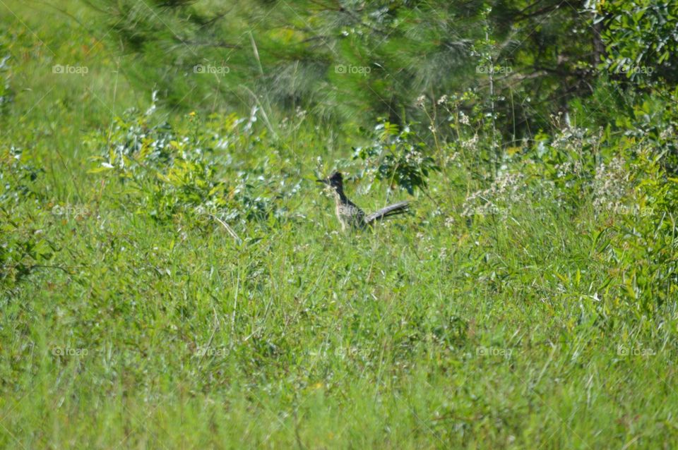 roadrunner