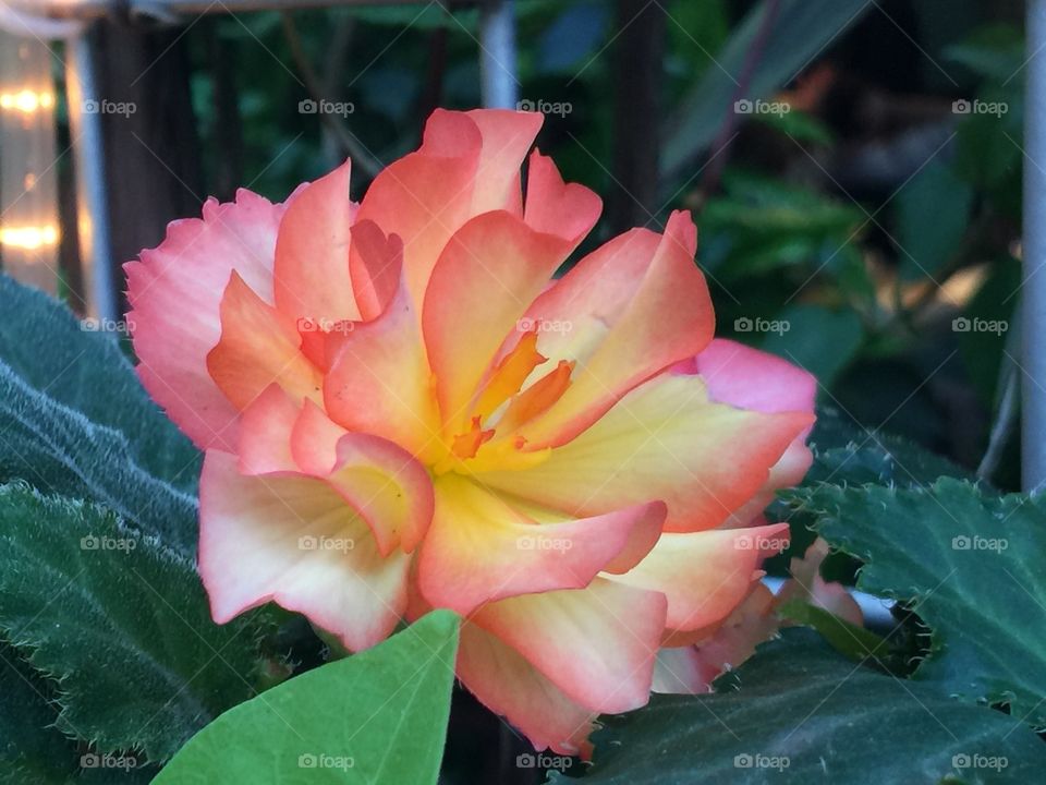 Radiant Flower 