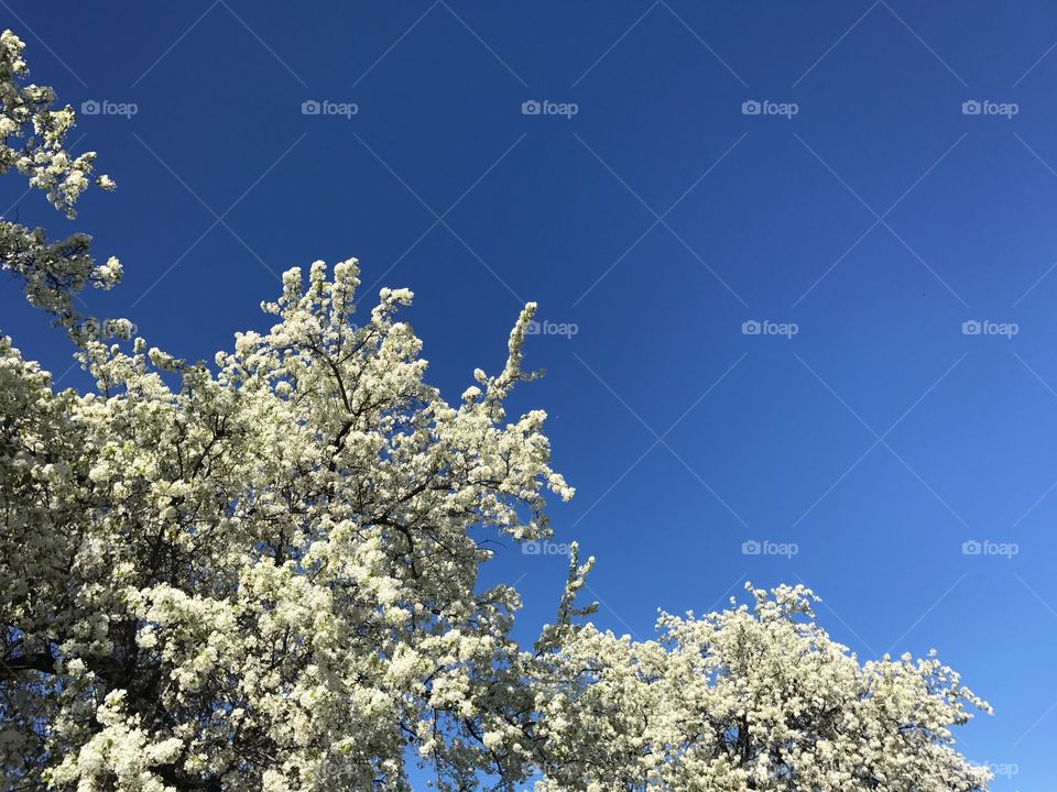 White Blossoms Against Blue Sky 