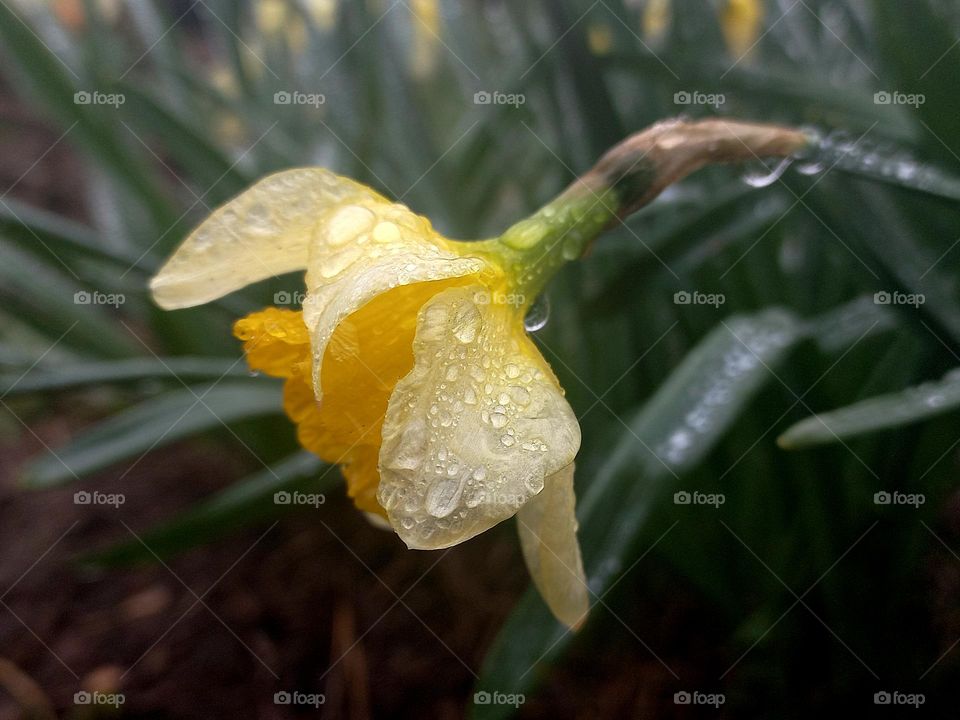 yellow daffodils in the garden after rain