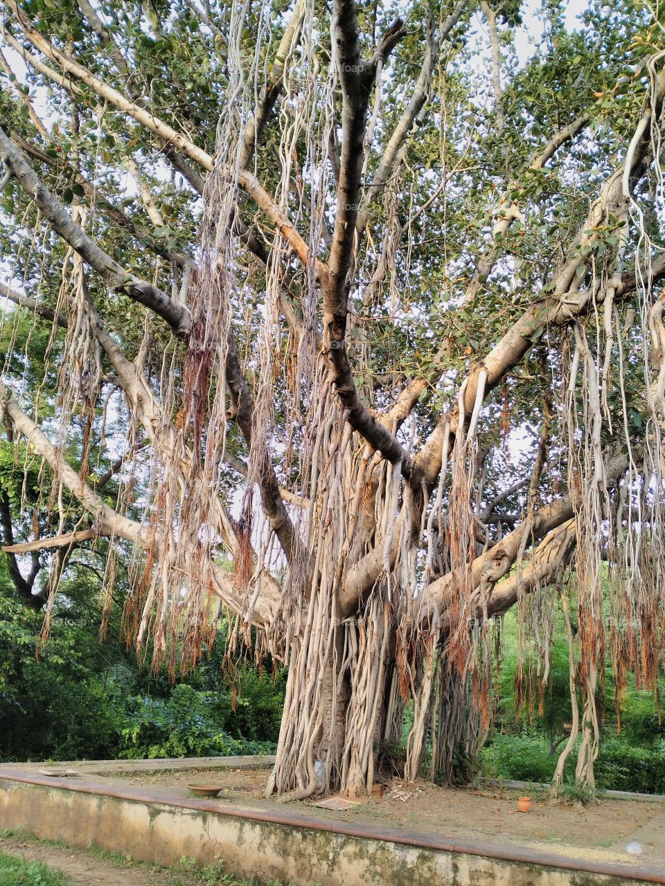 banyan tree.