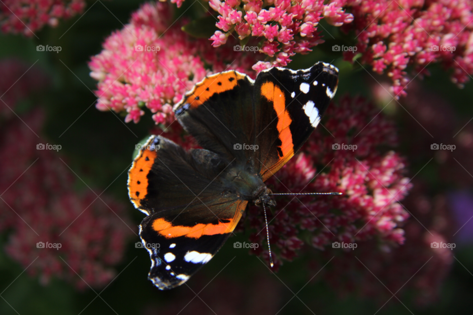 Flower, Nature, Butterfly, No Person, Insect
