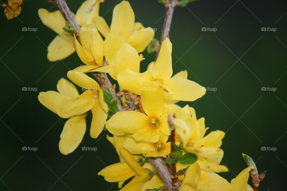 Yellow forsythia 