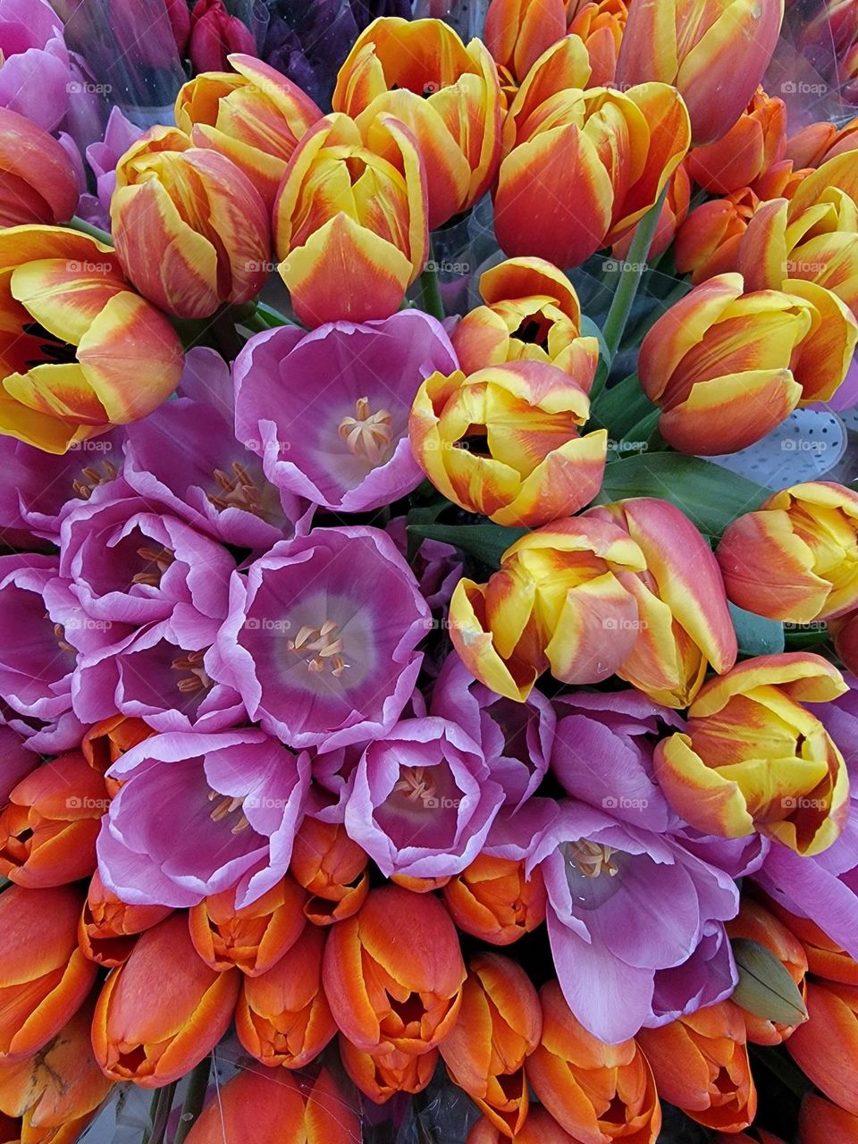 Beautiful Bunch of Colorful Tulips