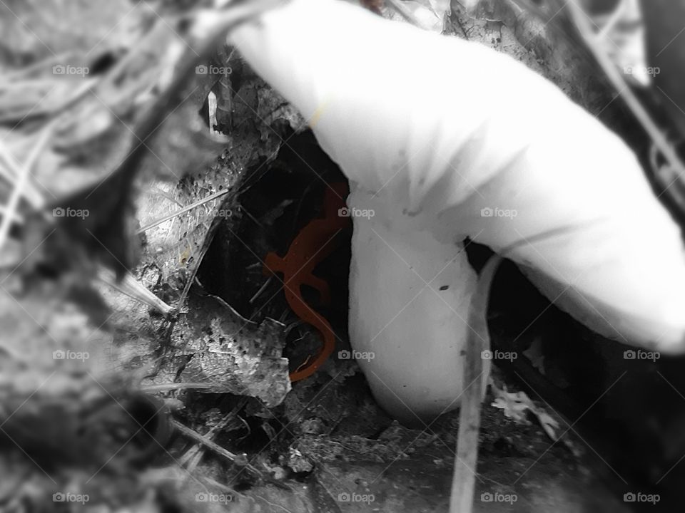 salamanders mushroom home