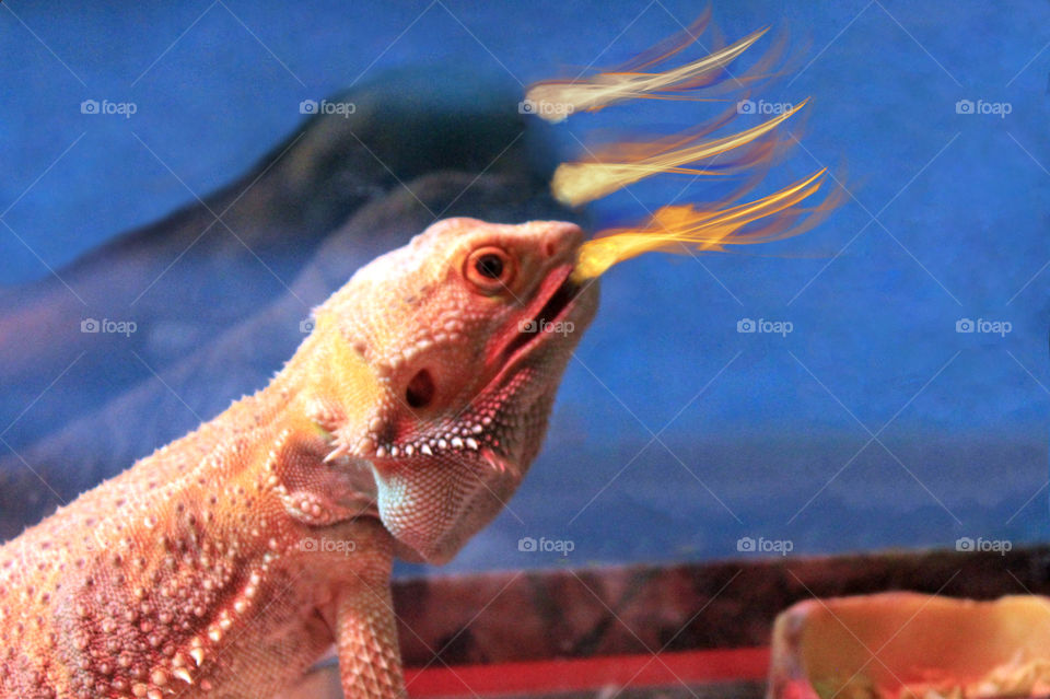 So I can make fire AND I have a dragon;why wouldn’t I make a fire-breathing dragon?!! Picture of Stormy in his terrarium & there is a double reflection on the glass. Stormy, & both reflections, have fire blasting from their mouths. Good dragon(s)!!!🔥