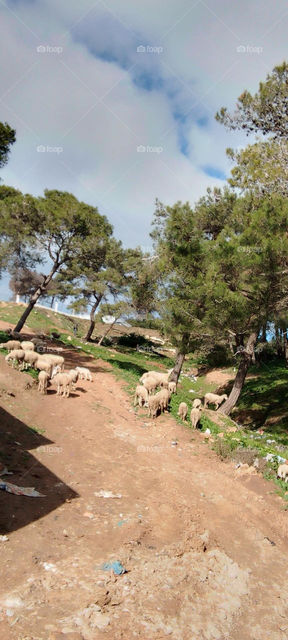 Tree branches sky grass