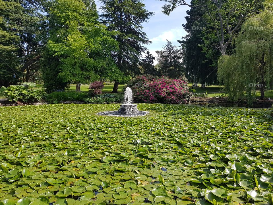 Fountain and Lilly pads