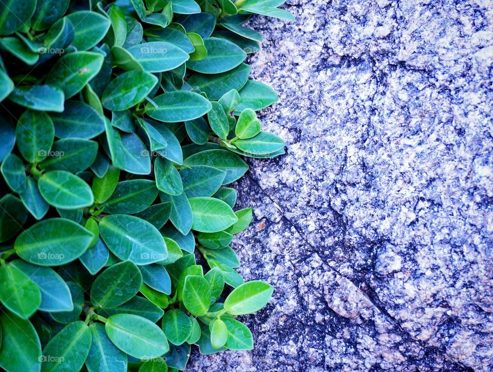 Green shrubs and gray rock