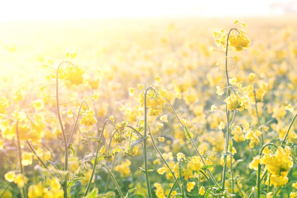 The bright yellow flowers of a rapeseed oil field in bright light.