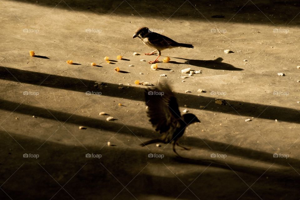 Natural Shadow and light of birds