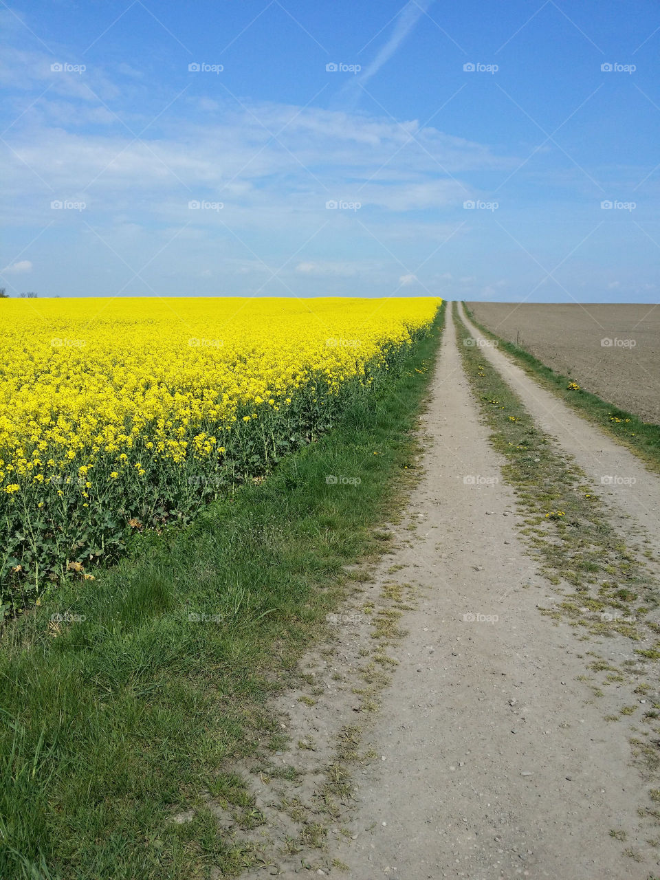 Canola field